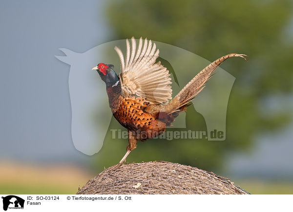 Fasan / pheasant / SO-03124