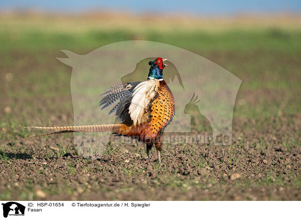 Fasan / pheasant / HSP-01654