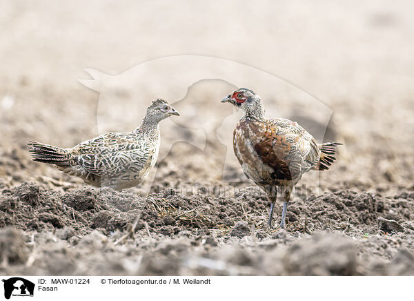 Fasan / common pheasant / MAW-01224