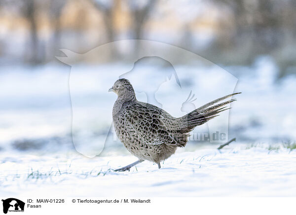 Fasan / common pheasant / MAW-01226