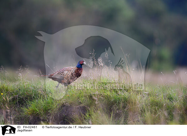 Jagdfasan / common pheasant / FH-02461
