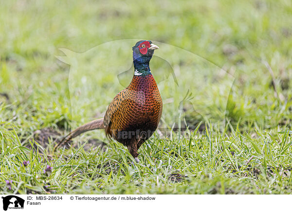 Fasan / pheasant / MBS-28634