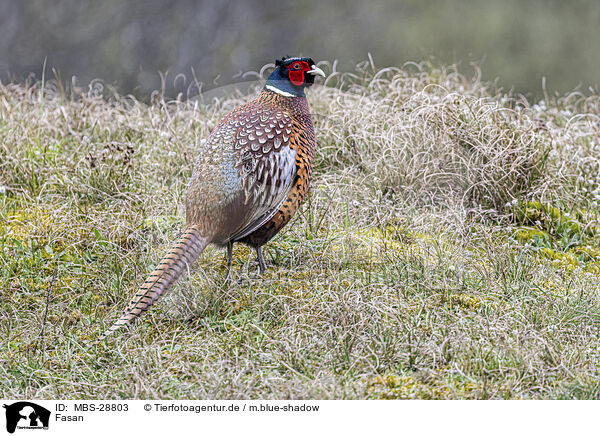 Fasan / pheasant / MBS-28803