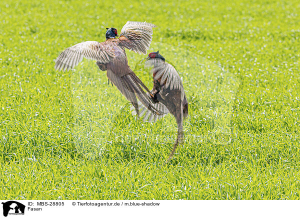 Fasan / pheasant / MBS-28805
