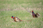 Fasane auf der Wiese