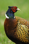 Jagdfasan
