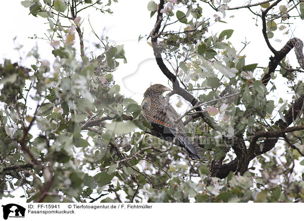 Fasanspornkuckuck / pheasant coucal / FF-15941