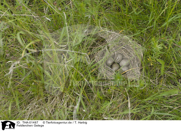 Feldlerchen Gelege / common skylark eggs / THA-01487