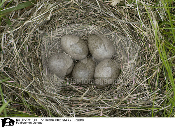 Feldlerchen Gelege / common skylark eggs / THA-01488