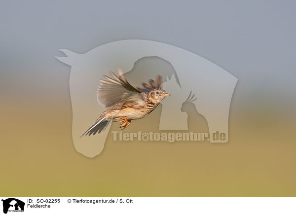 Feldlerche / Eurasian skylark / SO-02255