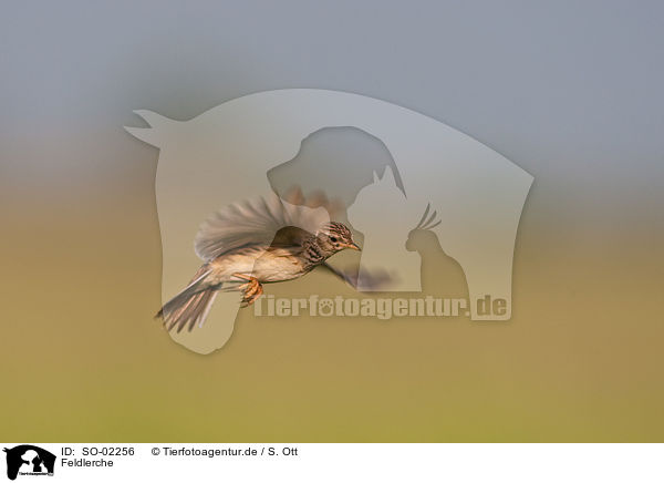 Feldlerche / Eurasian skylark / SO-02256