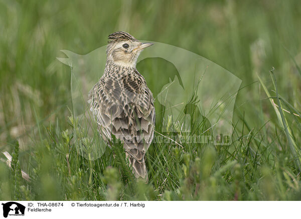 Feldlerche / Common Skylark / THA-08674