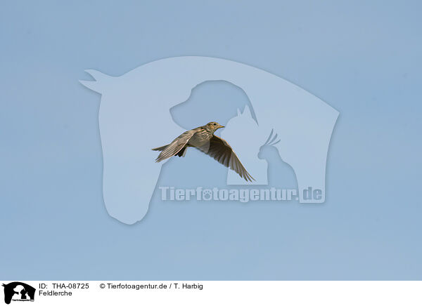 Feldlerche / Common Skylark / THA-08725