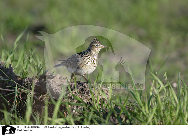 Feldlerche / Eurasian skylark / THA-10634