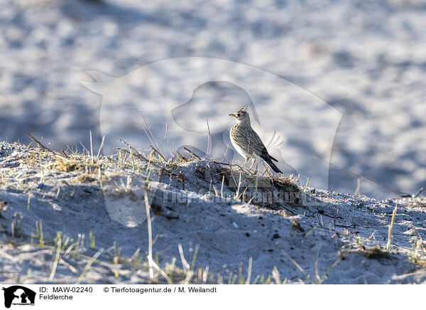 Feldlerche / Eurasian skylark / MAW-02240