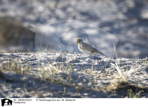 Feldlerche / Eurasian skylark / MAW-02241