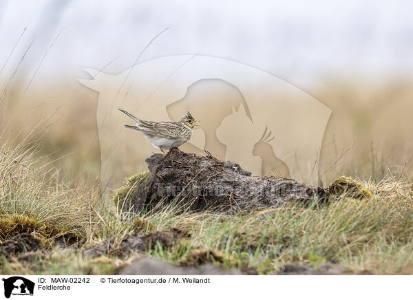 Feldlerche / Eurasian skylark / MAW-02242