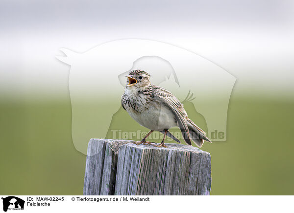 Feldlerche / Eurasian skylark / MAW-02245