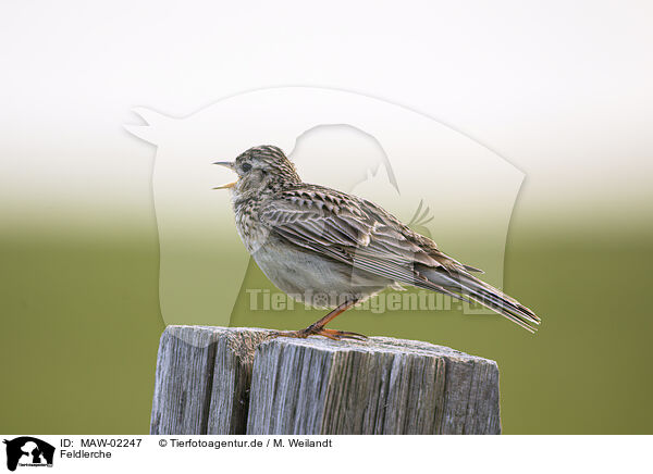 Feldlerche / Eurasian skylark / MAW-02247