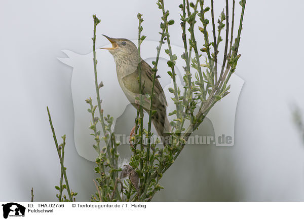 Feldschwirl / common grasshopper warbler / THA-02756