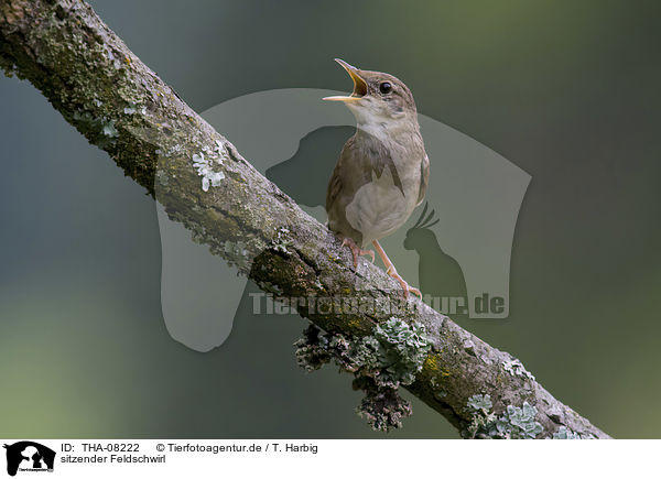 sitzender Feldschwirl / sitting common Grasshopper / THA-08222