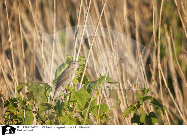 Feldschwirl / common grasshopper warbler / PK-01420