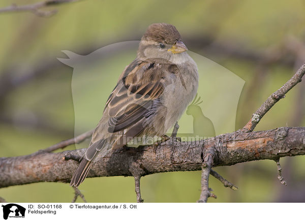 Feldsperling / tree sparrow / SO-01168