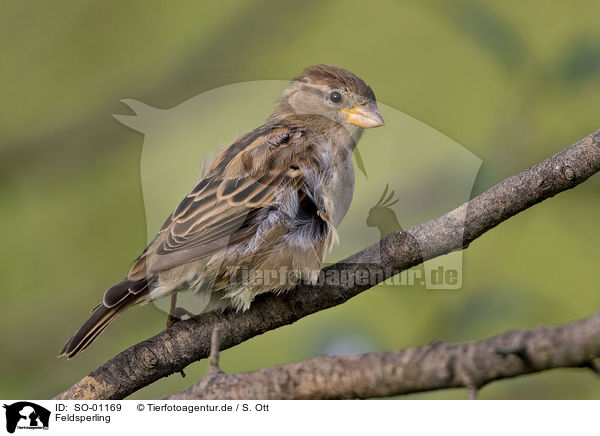 Feldsperling / tree sparrow / SO-01169