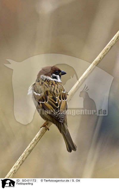 Feldsperling / tree sparrow / SO-01172