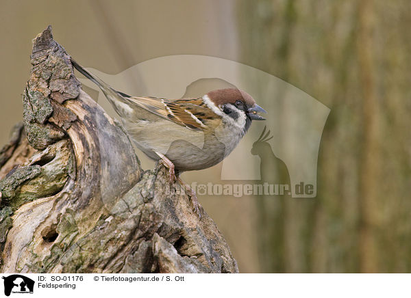 Feldsperling / tree sparrow / SO-01176