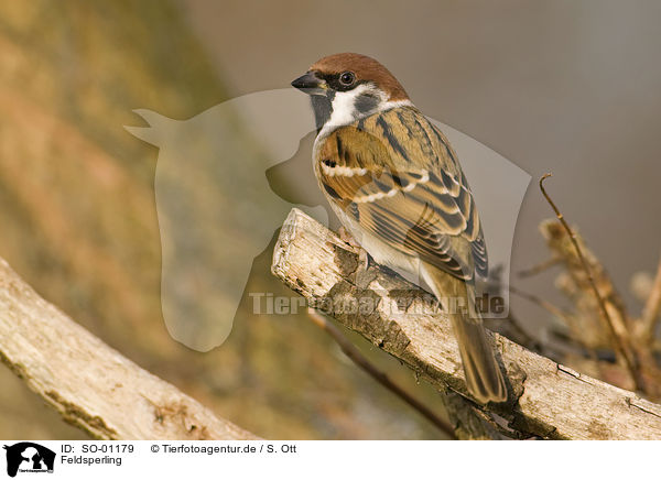 Feldsperling / tree sparrow / SO-01179