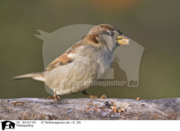 Feldsperling / tree sparrow / SO-01181