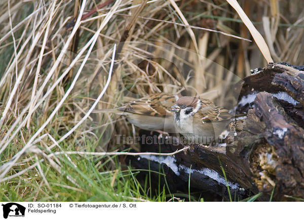 Feldsperling / tree sparrow / SO-01184