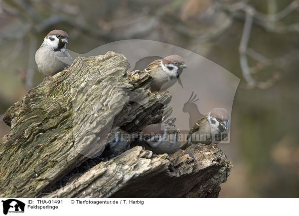 Feldsperlinge / THA-01491