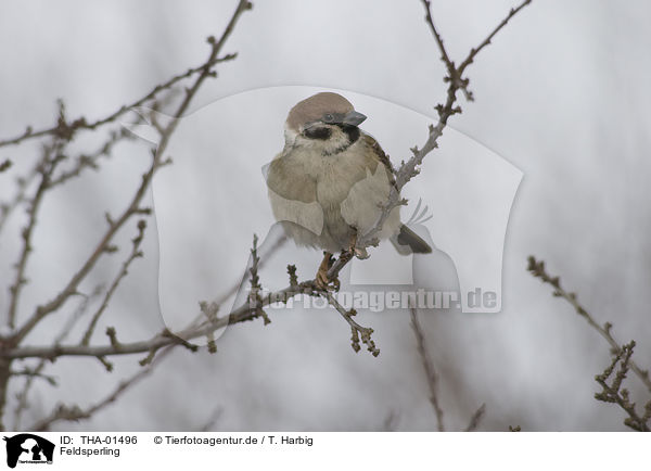 Feldsperling / Eurasian tree sparrow / THA-01496