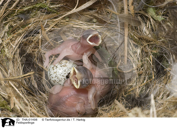 Feldsperlinge / Eurasian tree sparrows / THA-01498