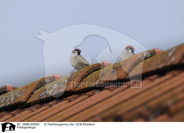 Feldsperlinge / sparrows / DMS-05985