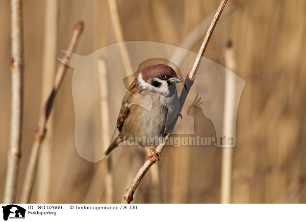 Feldsperling / Eurasian tree sparrow / SO-02669