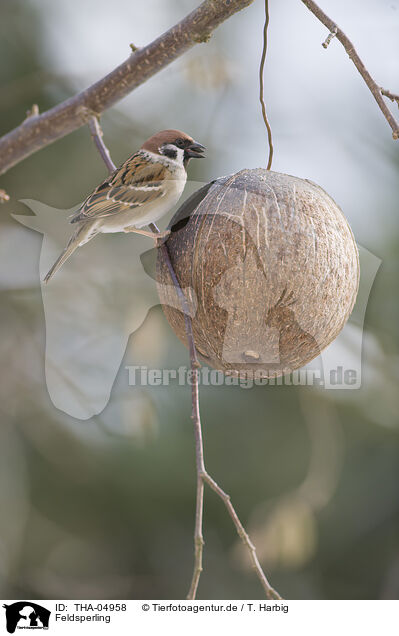 Feldsperling / Eurasian tree sparrow / THA-04958