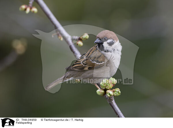 Feldsperling / Eurasian tree sparrow / THA-04959