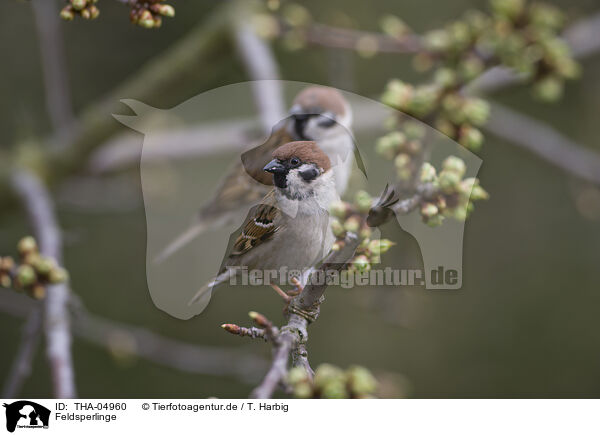 Feldsperlinge / Eurasian tree sparrows / THA-04960