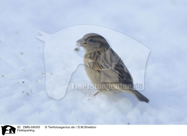 Feldsperling / Eurasian tree sparrow / DMS-08000