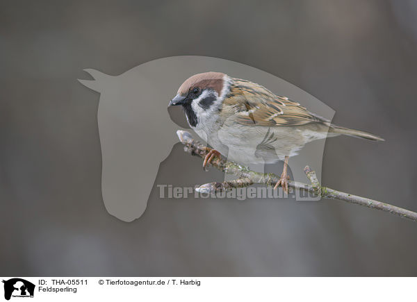 Feldsperling / Eurasian tree sparrow / THA-05511
