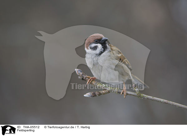 Feldsperling / Eurasian tree sparrow / THA-05512