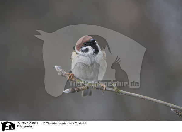 Feldsperling / Eurasian tree sparrow / THA-05513