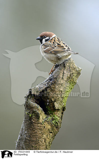 Feldsperling / Tree Sparrow / FH-01445