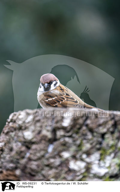 Feldsperling / Eurasian tree sparrow / WS-09231