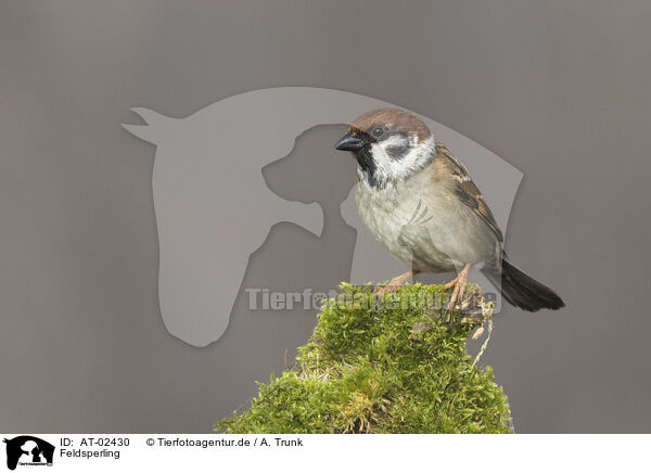 Feldsperling / Eurasian tree sparrow / AT-02430