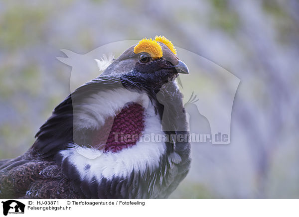 Felsengebirgshuhn / blue grouse / HJ-03871