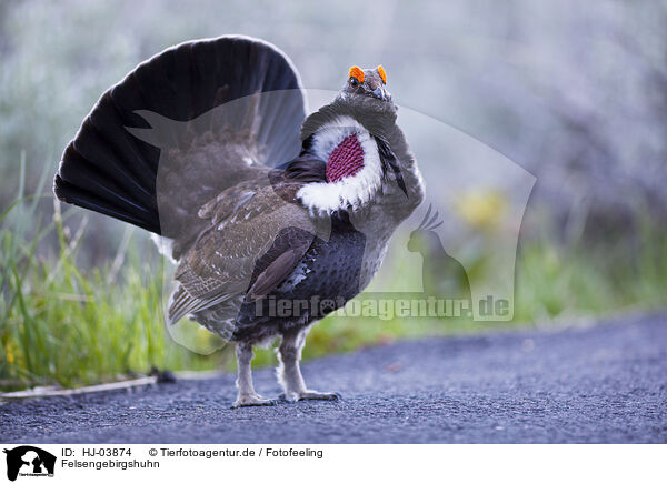 Felsengebirgshuhn / blue grouse / HJ-03874